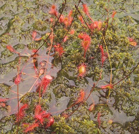 Drosera rotundifolia